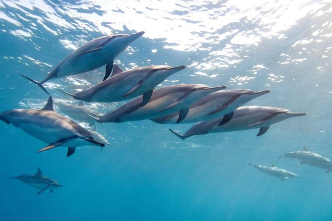 2-Hours Dolphin Excursion in Mauritius - Key points at a glance