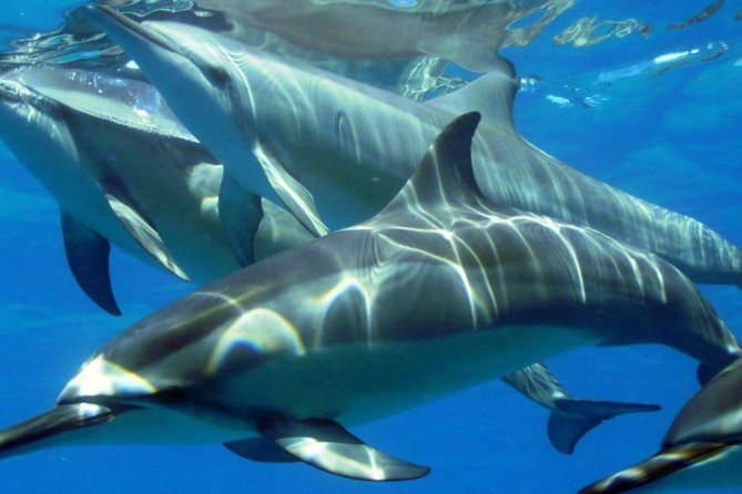 2-Hours Dolphin Excursion in Mauritius - Why this dolphin trip feels different