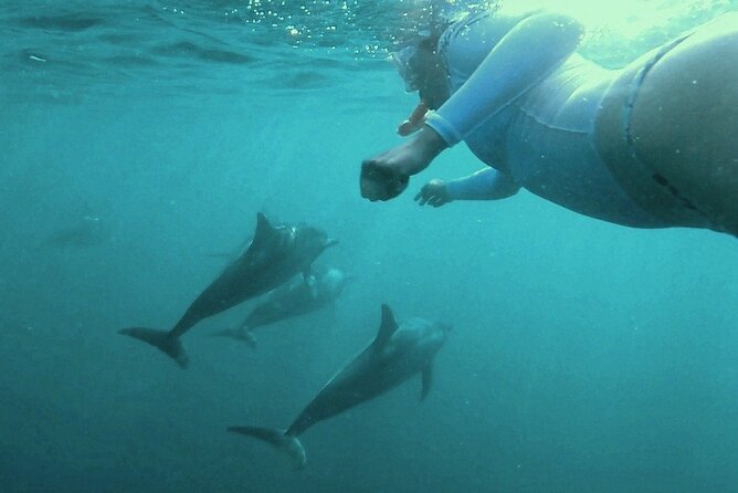 2-Hours Dolphin Excursion in Mauritius - Finding wild dolphins, with nature in charge