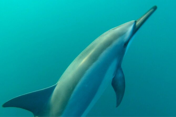 2-Hours Dolphin Excursion in Mauritius - Getting into the water with snorkeling gear