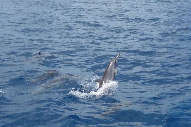 2-Hours Dolphin Excursion in Mauritius - What the small group changes for you