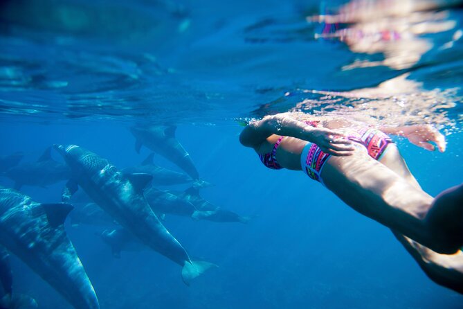 2-Hours Dolphin Excursion in Mauritius - Is $63.97 fair value?