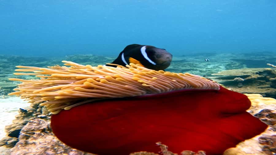 5 Islands All-Inclusive Speedboat w/Snorkeling Sea Turtle - Ile aux Aigrettes and the open bar