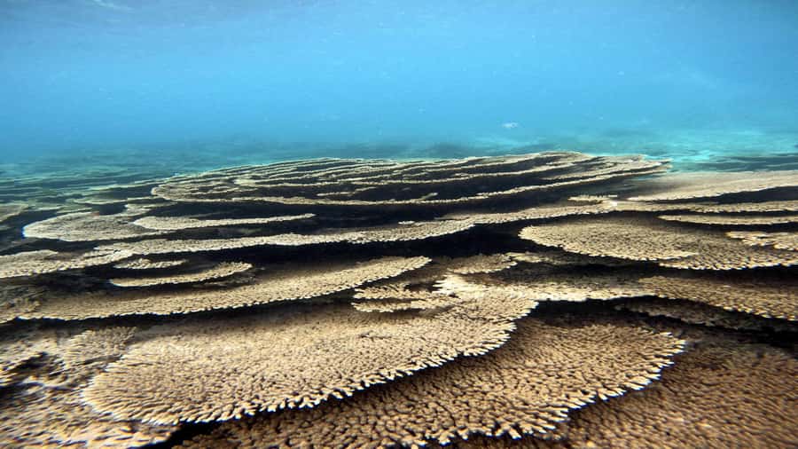 5 Islands Private Speedboat w/ Snorkeling + Lunch & Drinks - Ile aux Cerfs gives you two different visits
