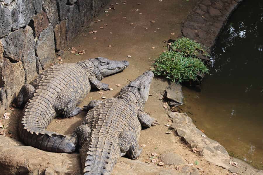Animal & Nature Parks, Private Tour - La Vanille Nature Park and its giant tortoises