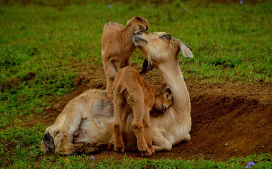 Animal & Nature Parks, Private Tour - Strengths and limits at a glance