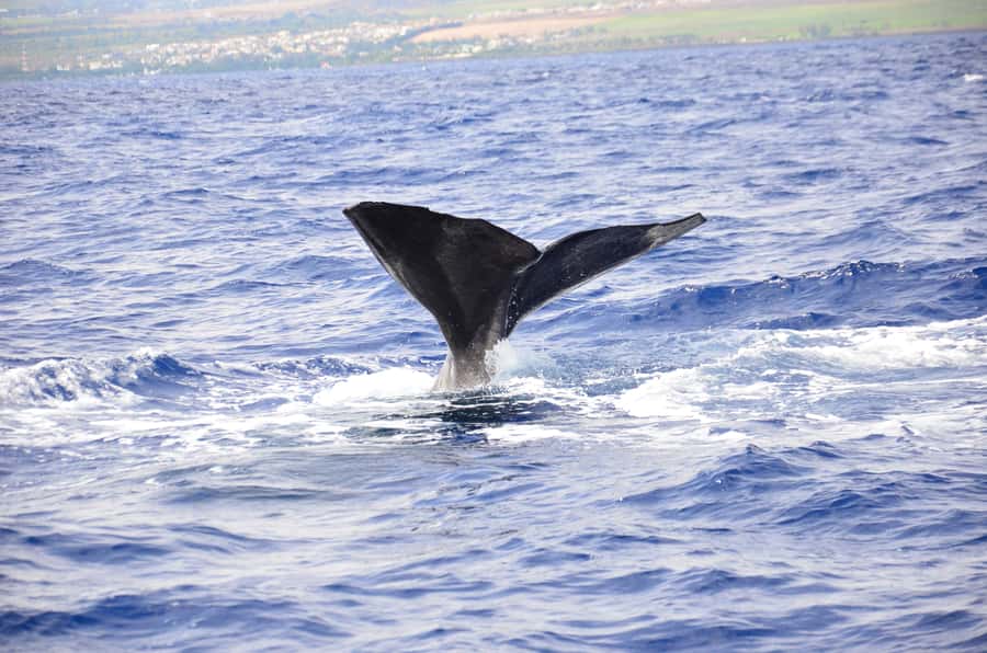 Black River: Dolphin Swim and Whale Watching by Speedboat - Key points to know before you go