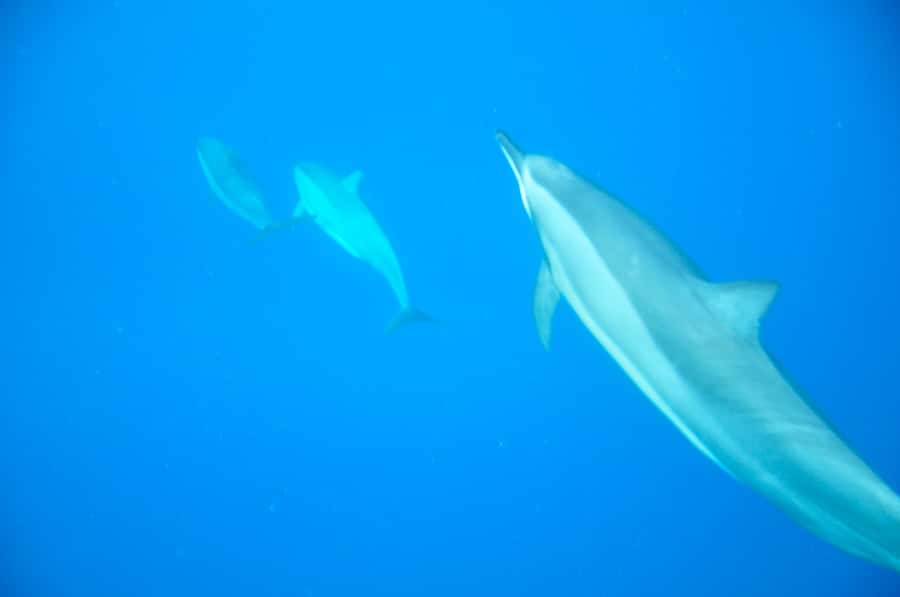 Black River: Dolphin Swim and Whale Watching by Speedboat - Setting out from Black River at the start of the day