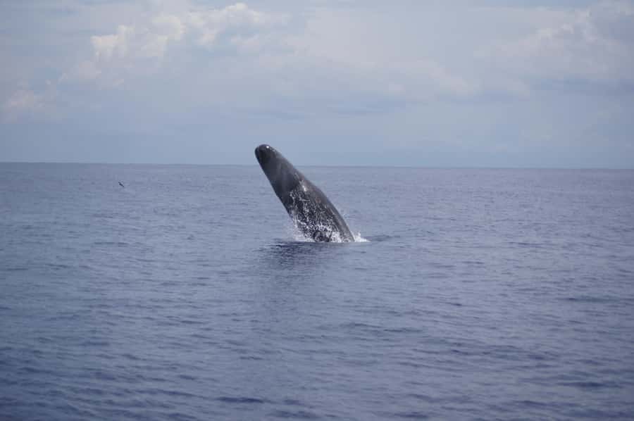 Black River: Dolphin Swim and Whale Watching by Speedboat - Swimming with spinner and bottlenose dolphins