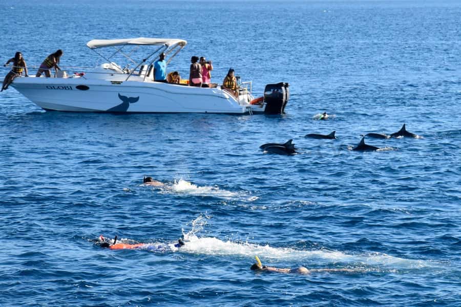 Black River: Dolphin Swim and Whale Watching by Speedboat - Snorkeling over the coral reef