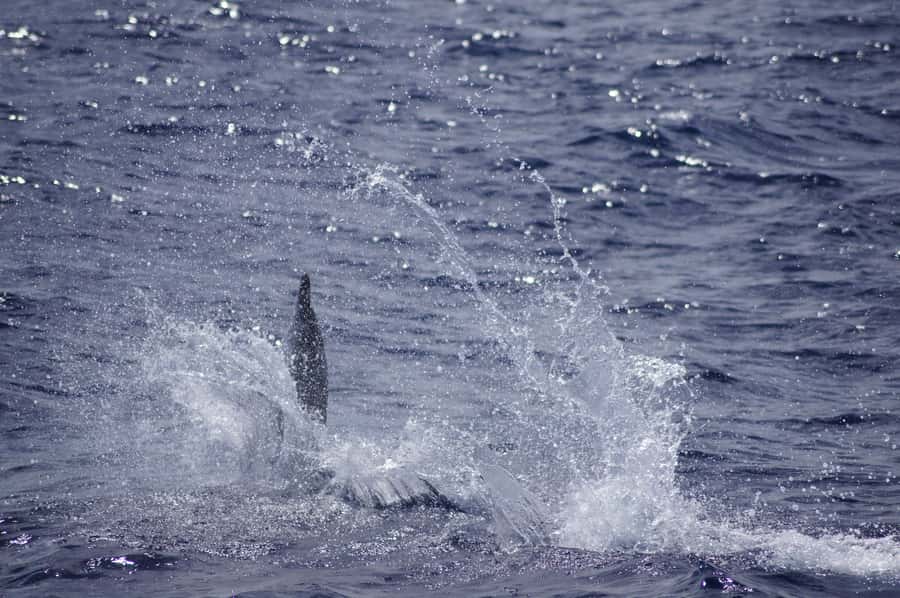 Black River: Dolphin Swim and Whale Watching by Speedboat - Who will enjoy this Mauritius boat trip