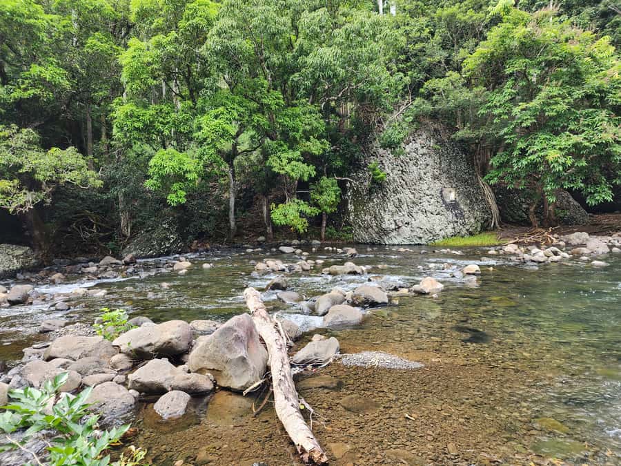 Black River: Guided Hike in the Black River Gorges Valley - Rivers, lakes, and the reward of a swim