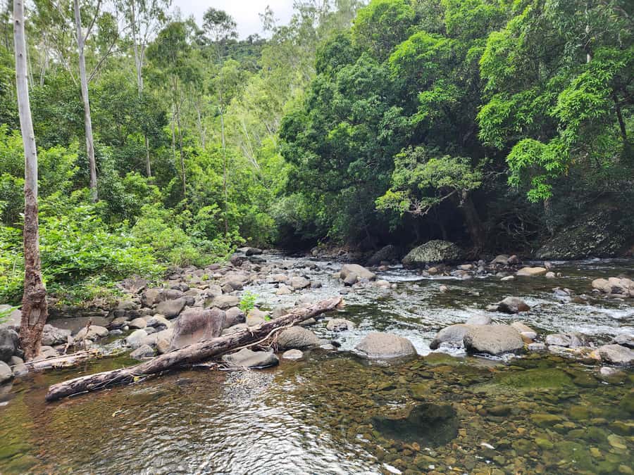 Black River: Guided Hike in the Black River Gorges Valley - Wildlife and plant life without a zoo feeling