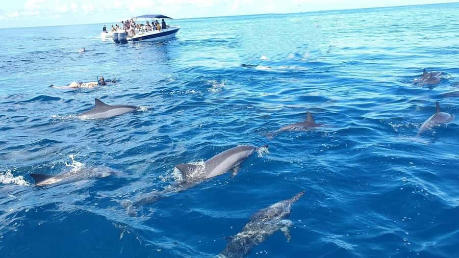 Black River: Swim with Dolphin Speed Boat Tour with lunch - Key points to know before booking