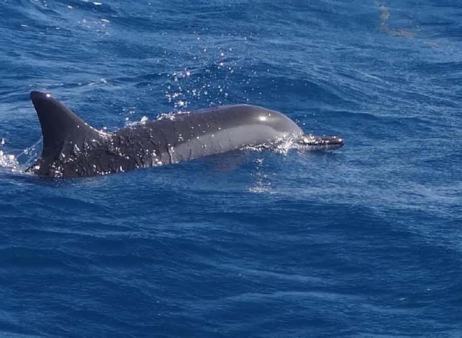 Black River: Swim with Dolphin Speed Boat Tour with lunch - Meeting dolphins in open water