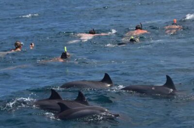 Black River: Swim with Dolphin Speed Boat Tour with lunch