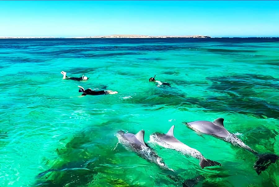Black River: Swim with Dolphin Speed Boat Tour with lunch - Snorkeling at Crystal Rock
