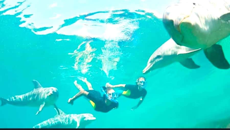 Black River: Swim with Dolphin Speed Boat Tour with lunch - How the timing affects your day