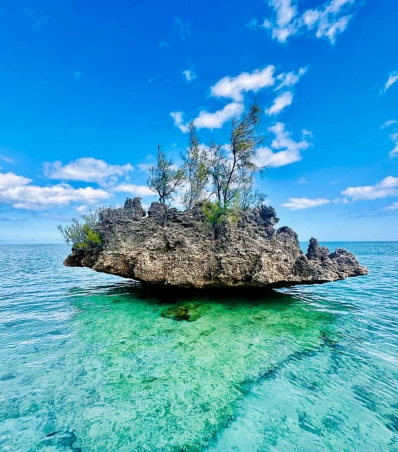 Black River: Swim with Dolphin Speed Boat Tour with lunch - Who should book this outing?