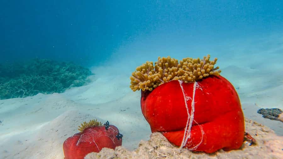 Blue Bay: Blue Bay Glass Bottom Boat Visit and Snorkeling - Is it suitable for beginners?