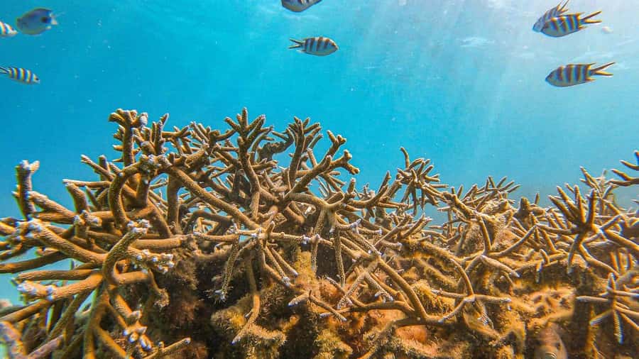 Blue Bay: Blue Bay Glass Bottom Boat Visit and Snorkeling - Coral, conservation, and what you may see