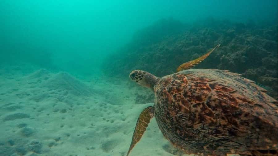 Blue Bay: Blue Bay Glass Bottom Boat Visit and Snorkeling - Group size and guide quality