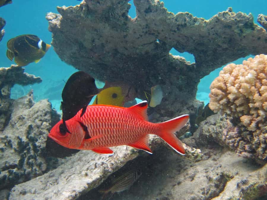 Blue Bay: Half-Day Snorkeling Trip with Creole Picnic Lunch - Glass-bottom views along Point d’Esny