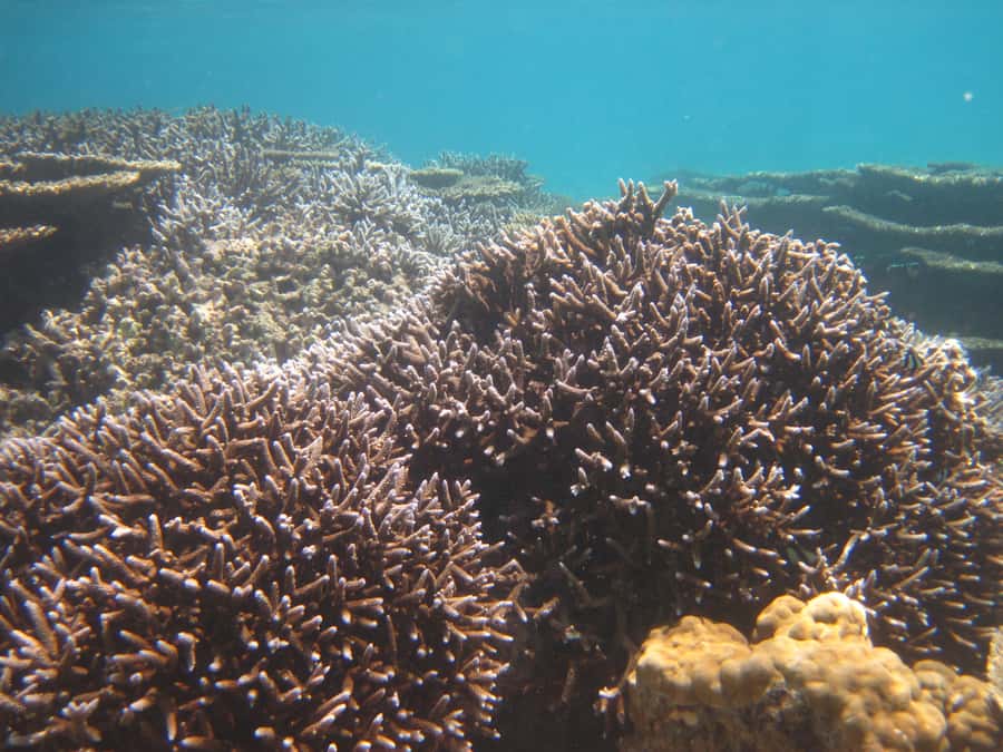 Blue Bay: Half-Day Snorkeling Trip with Creole Picnic Lunch - The crew makes the difference
