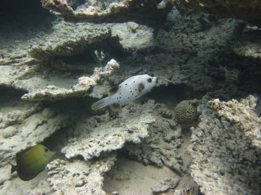 Blue Bay: Half-Day Snorkeling Trip with Creole Picnic Lunch - What to pack and what to expect