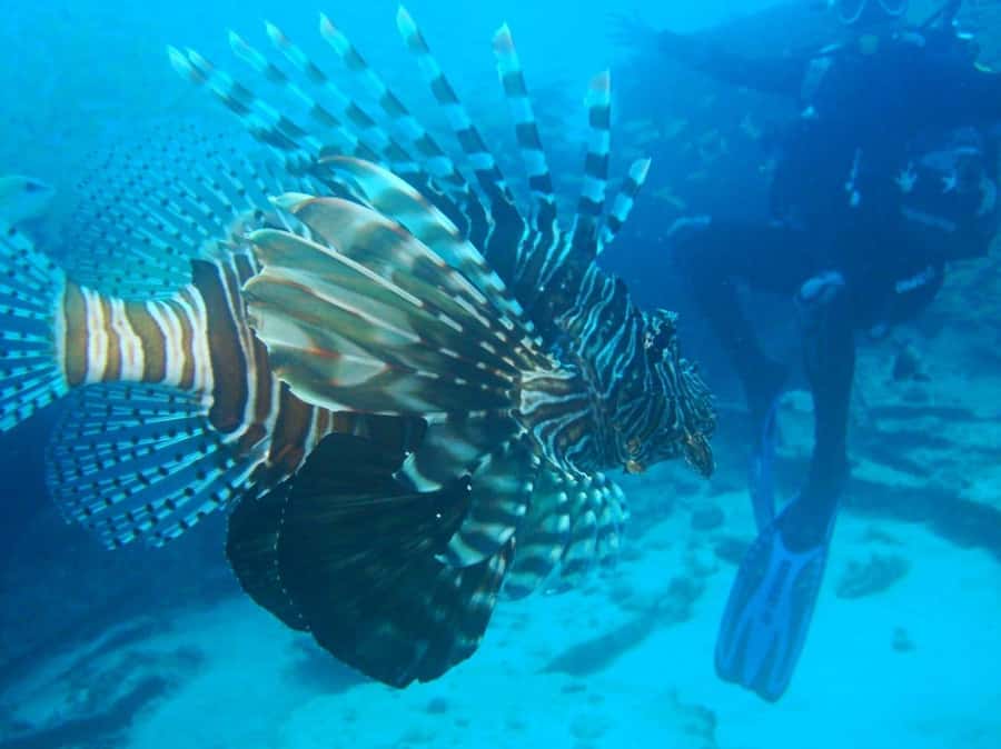 Blue Bay: LEARN TO DIVE TODAY with CORAL DIVING Team - Meeting the team beside Le Peninsula Bay Beach Resort