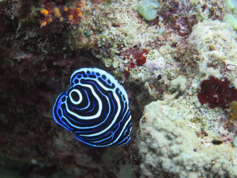 Blue Bay: LEARN TO DIVE TODAY with CORAL DIVING Team - How the $176 price measures up