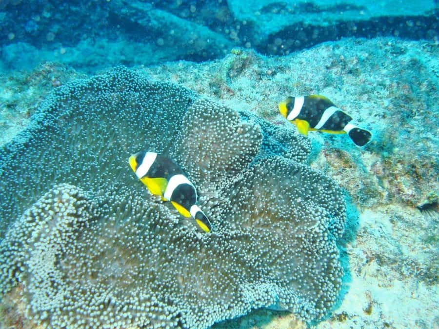 Blue Bay: LEARN TO DIVE TODAY with CORAL DIVING Team - Who will get the most from this experience