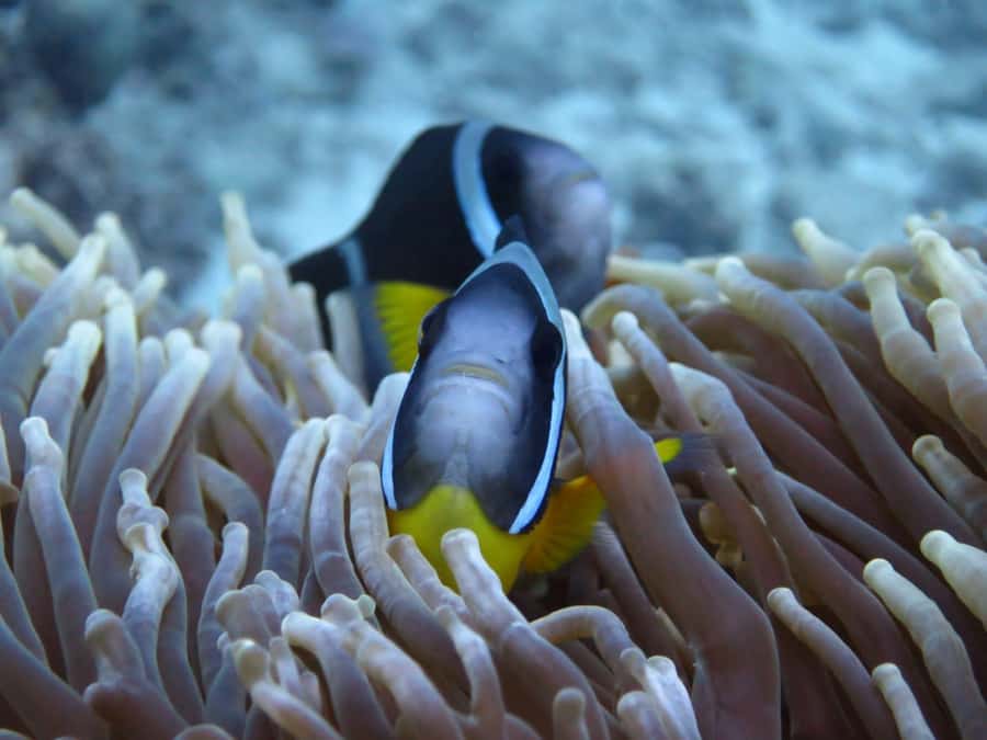 Blue Bay: LEARN TO DIVE TODAY with CORAL DIVING Team - Should you book the Blue Bay session?