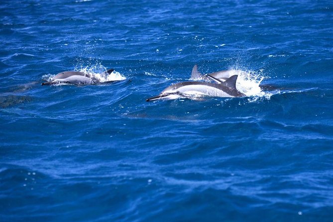 Catamaran Cruise to Ile Aux Bénitiers: Dolphin watch, Crystal Rock & Transfer - Why this cruise is appealing