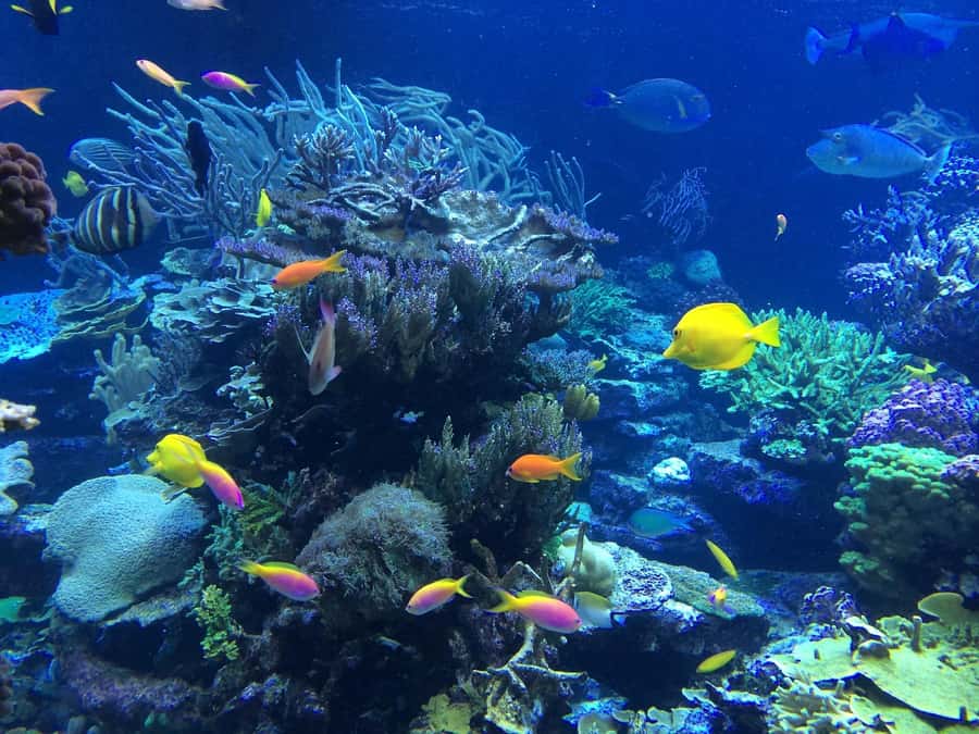Coin de Mire 2-Hour Private Snorkeling Trip - Key points to know before you book