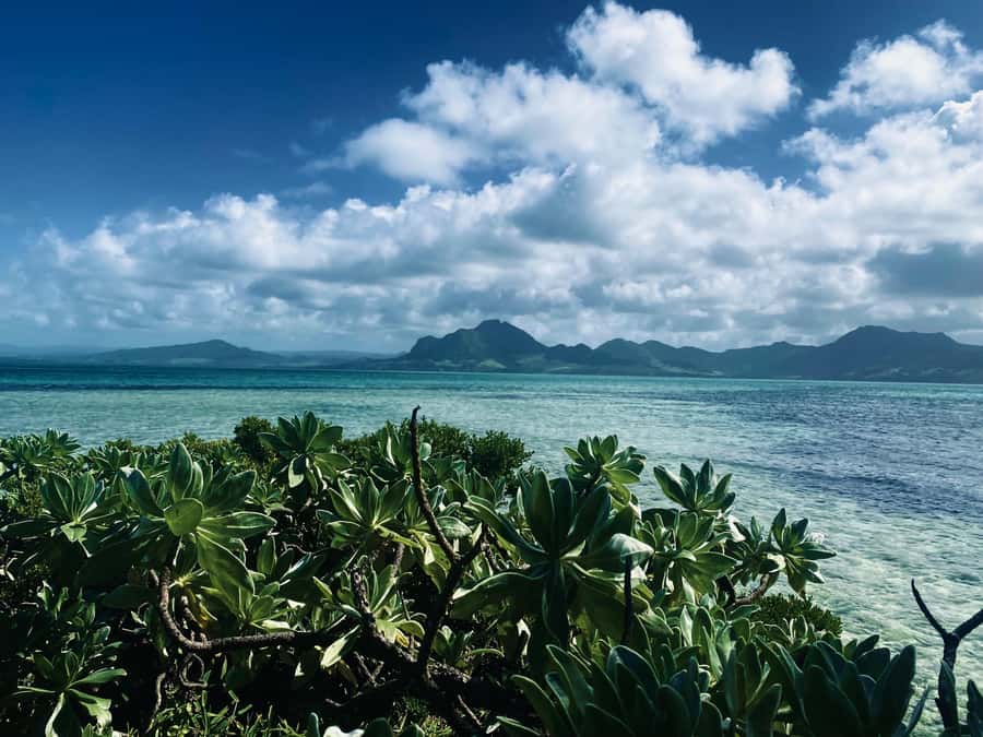 Day Trip at Ile aux Cerfs and other Gems of the South. - Key points at a glance