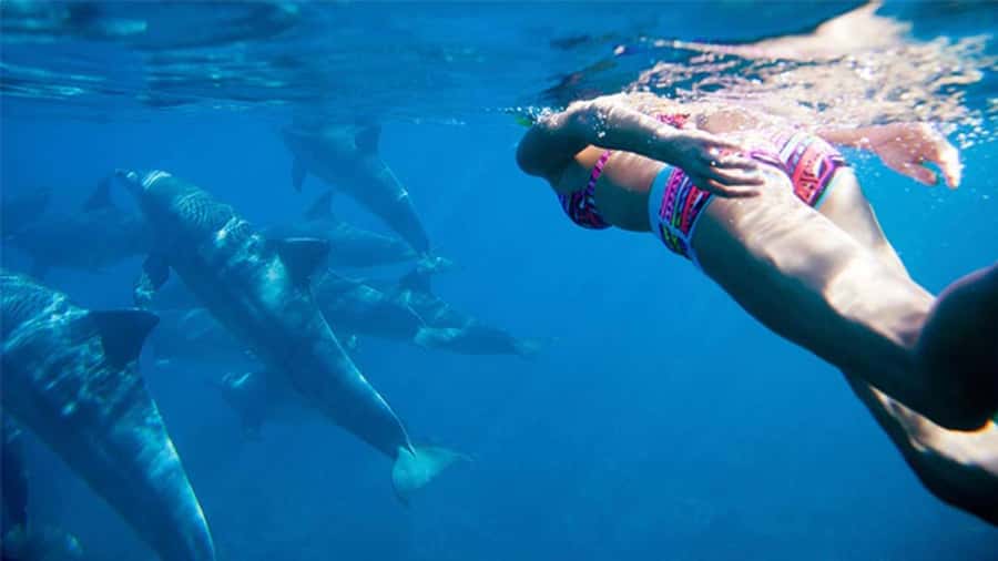 Discover Mauritius: Dolphin Watch, Snorkeling, BBQ Lunch - A full day on Mauritius’s west coast