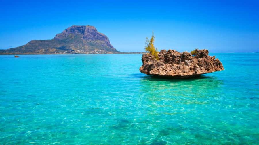 Discover Mauritius: Dolphin Watch, Snorkeling, BBQ Lunch - Dolphin watching in the open sea