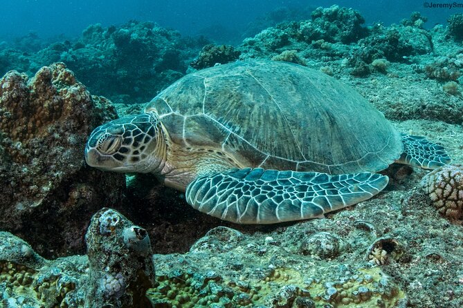 Discover Scuba Diving in Mauritius - First Water Session at 0.6 to 1.8 Meters