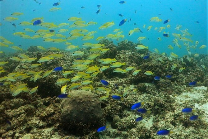 Discover Scuba Diving in Mauritius - Is $116.15 Good Value?