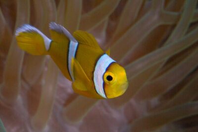 Discover Scuba Diving in Mauritius