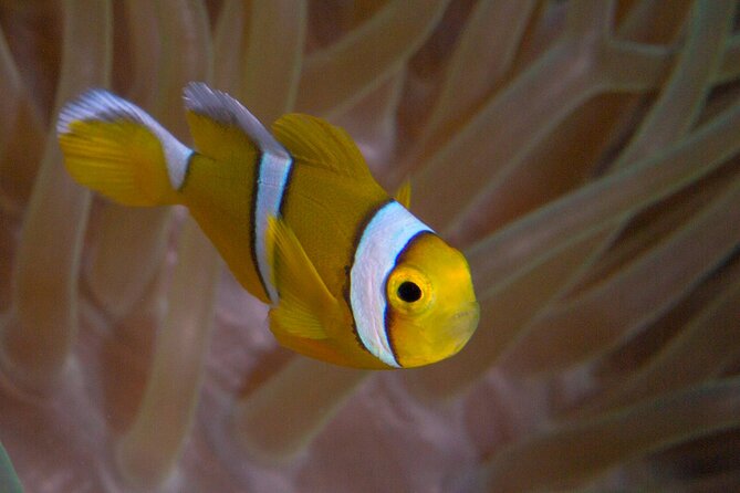 Discover Scuba Diving in Mauritius - The 30 to 45 Minute Reef Session