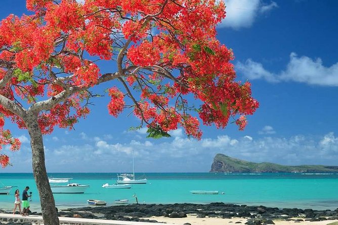 Discovering the North of Mauritius: Full-day incl Botanical garden & lunch - Pamplemousses Botanical Garden and its giant lilies