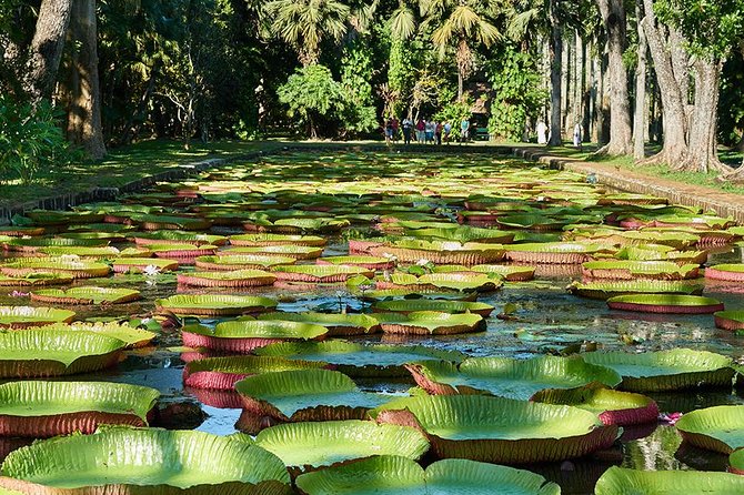Discovering the North of Mauritius: Full-day incl Botanical garden & lunch - Cap Malheureux and the red-roofed church