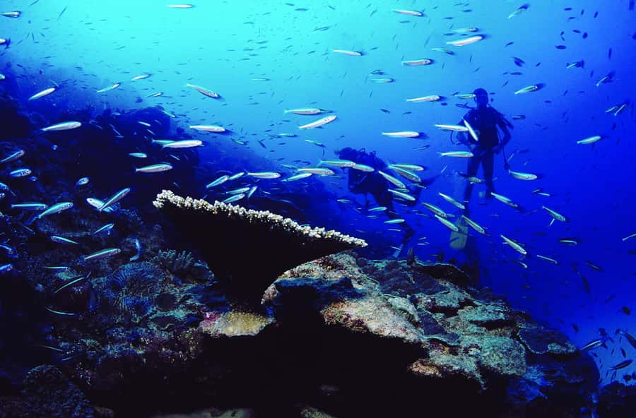 Diving in the North with Blue World Adventures - What you may see along northern Mauritius