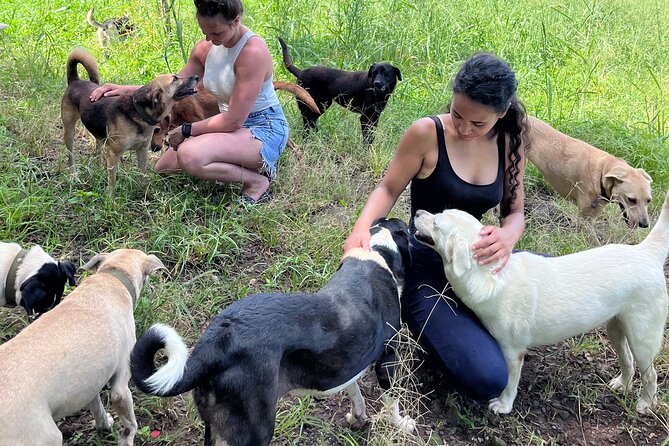 Dog Lover's guided tour of the Happy Tails Sanctuary - What Your Two Hours at Happy Tails Looks Like