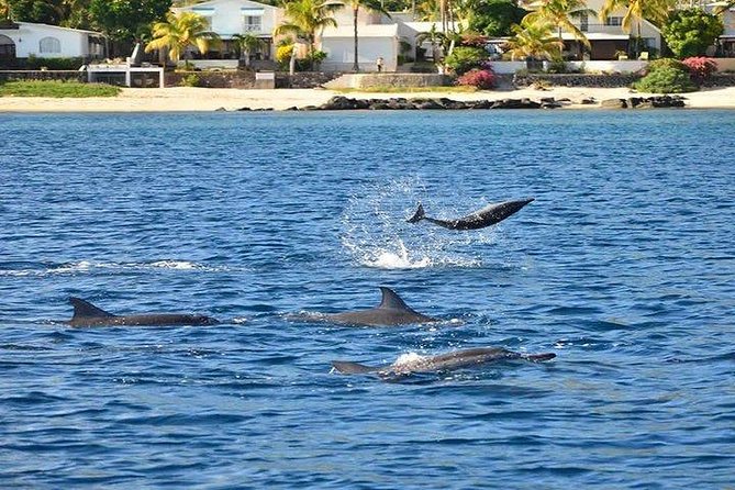 Dolphin Encounters, Ile aux Benitier & Crystal rock: Full-Day (Lunch & Transfer) - Four Hours to Relax on the Sand