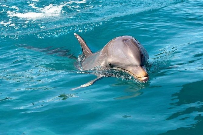 Dolphin Encounters, Ile aux Benitier & Crystal rock: Full-Day (Lunch & Transfer) - Is the $111.96 Price Good Value?