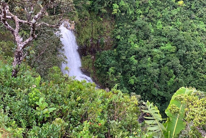 Dolphin Experience in Open Sea and South West Tour of Mauritius including Lunch - Black River Gorges and Alexandra Falls viewpoints