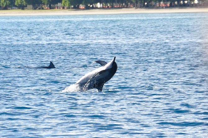 Dolphins Encounter and Whale Watching - Key points to know before booking